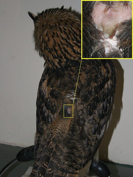 Eagle Owl uropygial gland