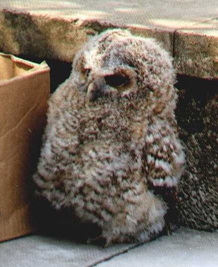 Baby Tawny Owl