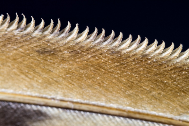 Leading edge of Barn Owl feather