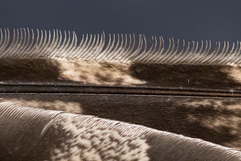 Leading edge Great Horned Owl feather