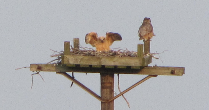 Fledgling Great Horned Owl