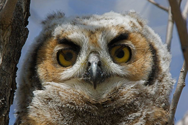 Nictitating membrane Great Horned Owl