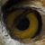 Owl Eyes & Vision