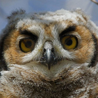 Owl Eyes & Vision