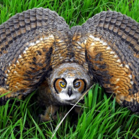 Dealing with injured or orphaned owls