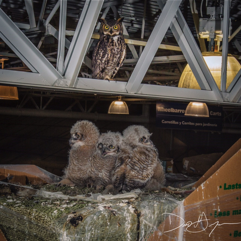 Great Horned Owls at nest