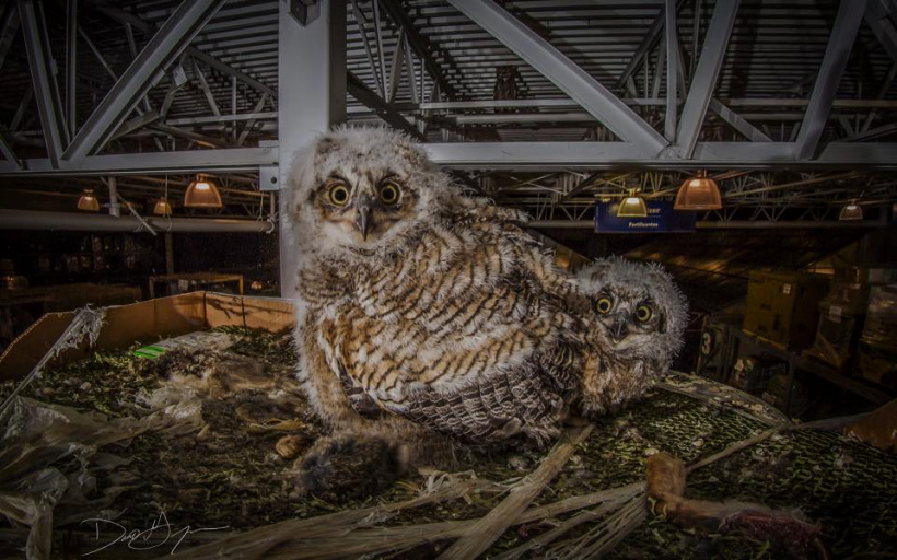 Great Horned Owls at nest