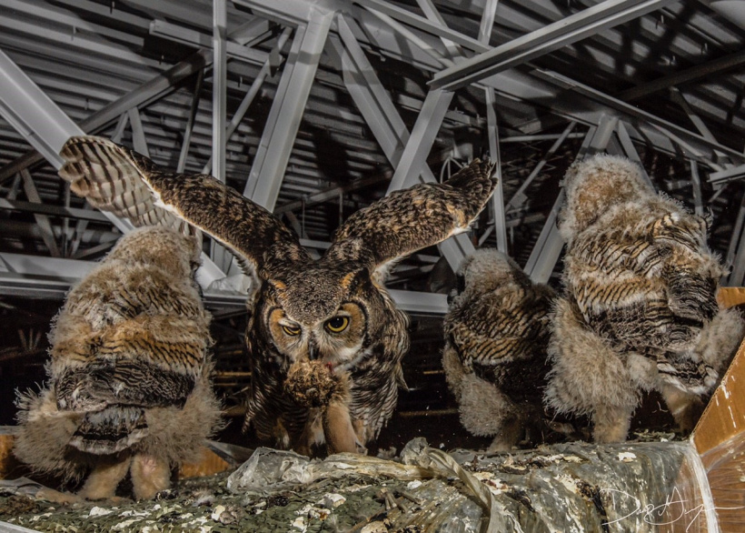 Great Horned Owls at nest