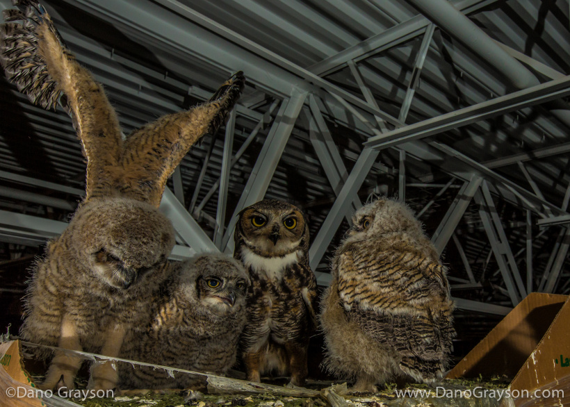 Great Horned Owls at nest