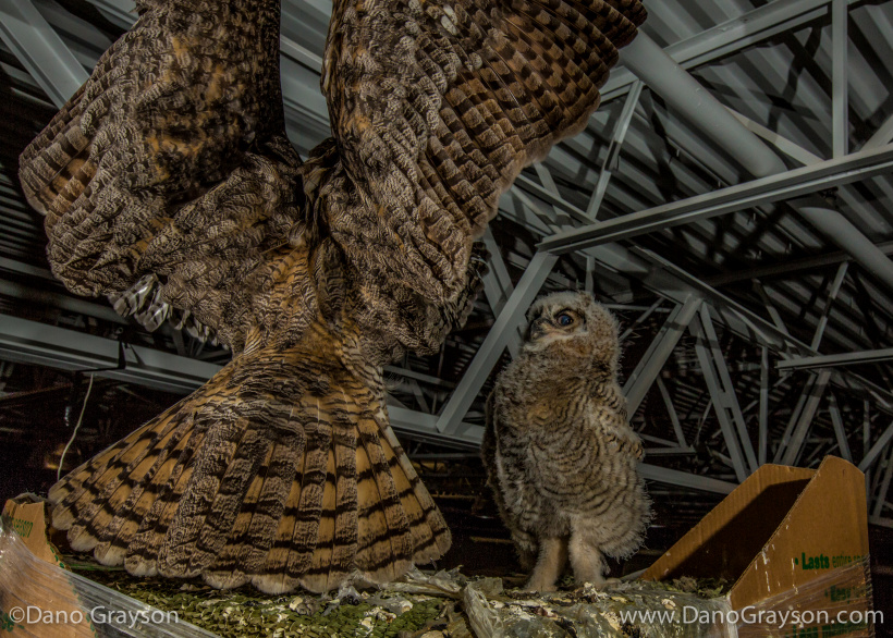 Great Horned Owls at nest