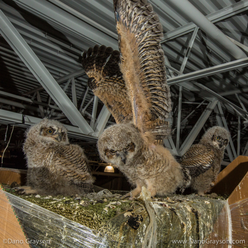 Great Horned Owls at nest