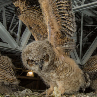 Great Horned Owl nest in home store