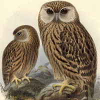Owls in the Fossil Record