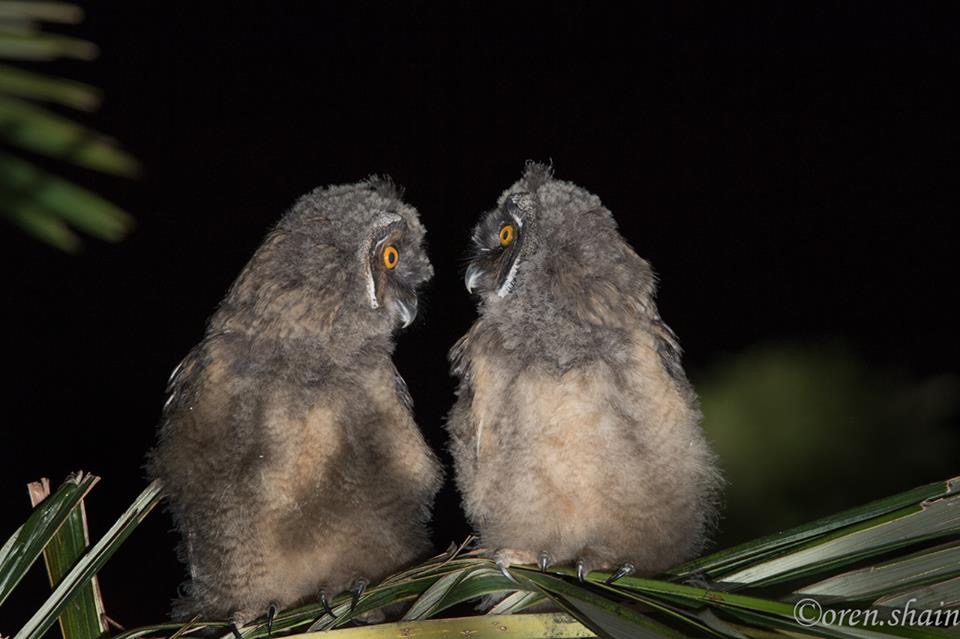 Long-eared Owls