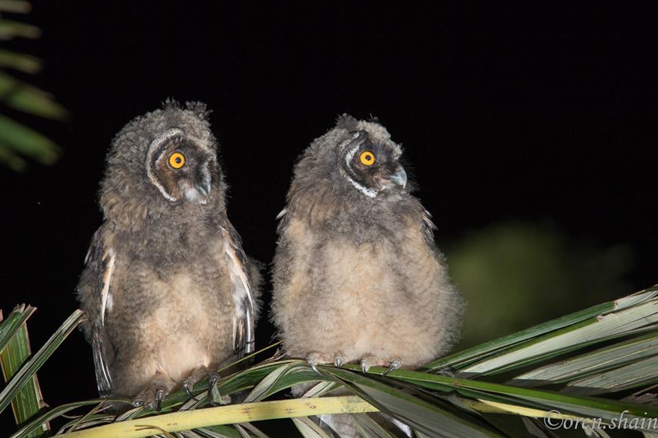 Long-eared Owls