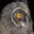 Baby Long-eared Owls by Oren Shaine