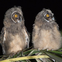 Baby Long-eared Owls by Oren Shaine