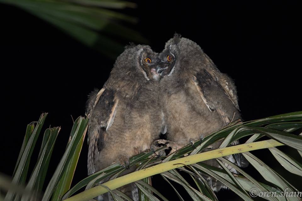 Long-eared Owls