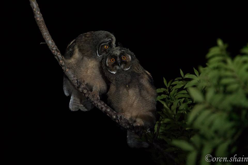 Long-eared Owls