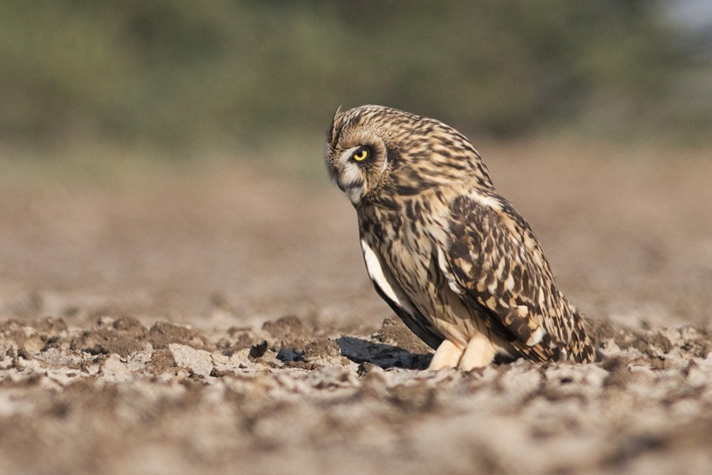 Short-eared Owl regurgitating pellet