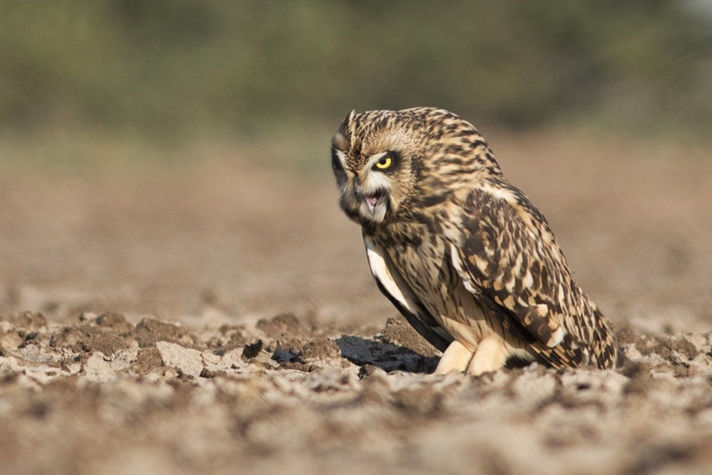 Short-eared Owl regurgitating pellet