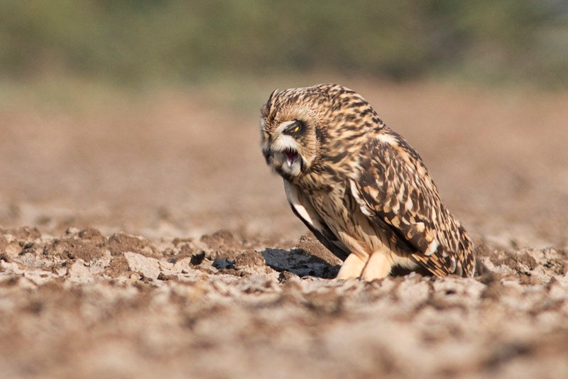 Short-eared Owl regurgitating pellet