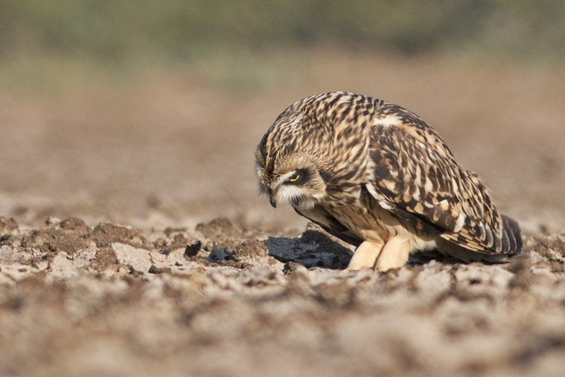 Short-eared Owl regurgitating pellet