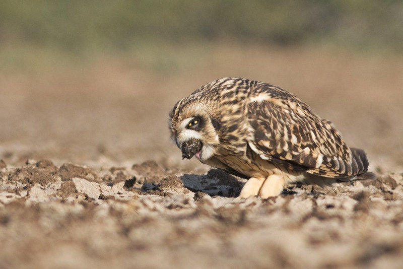 Short-eared Owl regurgitating pellet