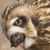 Short-eared Owl Ejecting Pellet