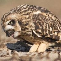 Short-eared Owl Ejecting Pellet