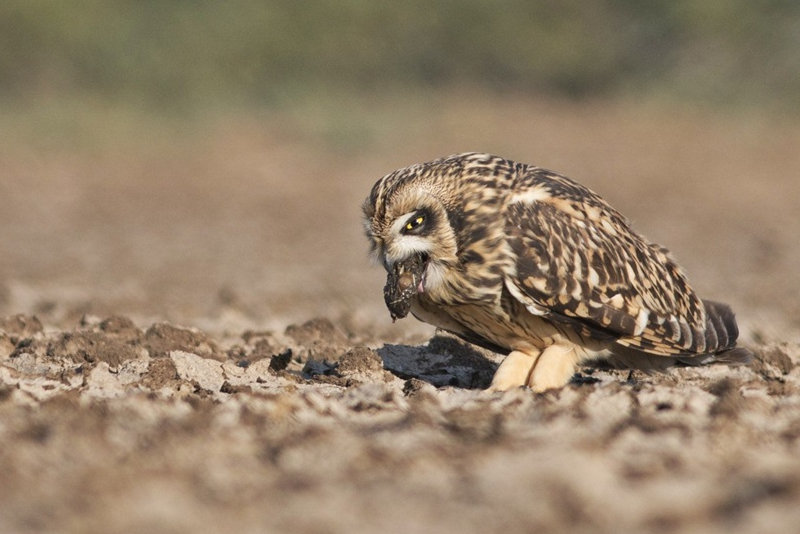 Short-eared Owl regurgitating pellet