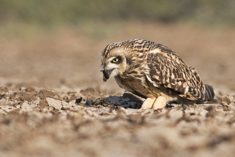 Short-eared Owl regurgitating pellet