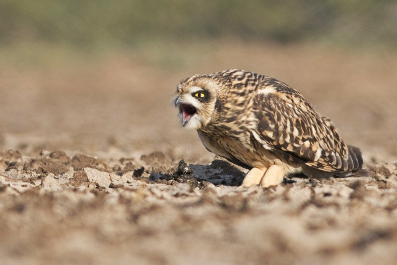 Short-eared Owl regurgitating pellet