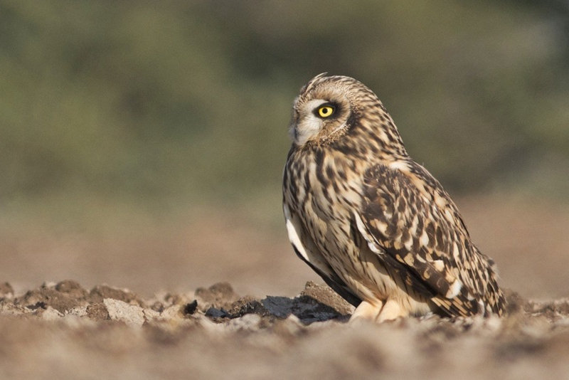 Short-eared Owl regurgitating pellet