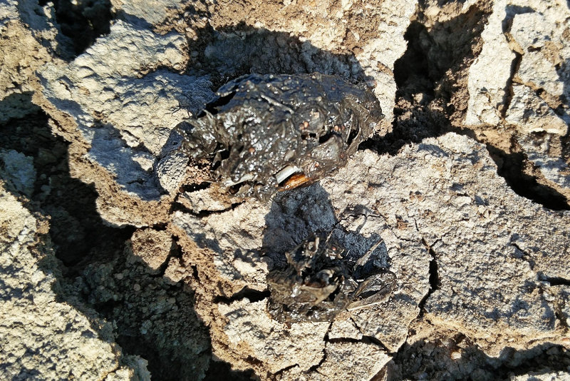 Short-eared Owl pellet