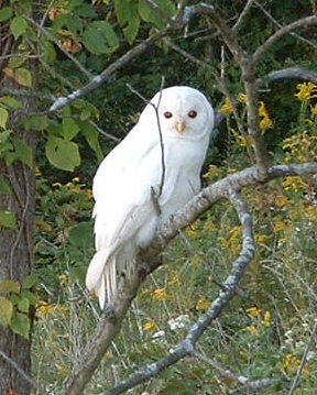 Leucistic Barred Owl