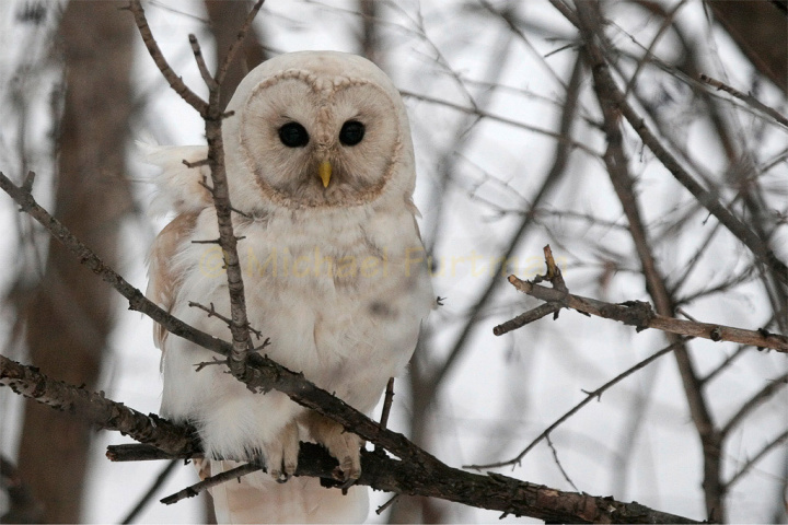 Leucistic Barred Owl