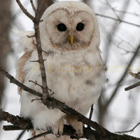 Leucistic Owls