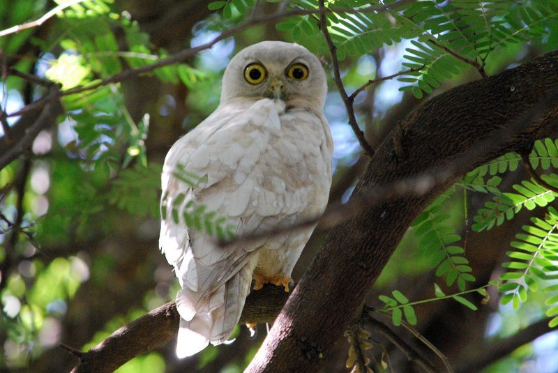 Leucistic Barking Owl