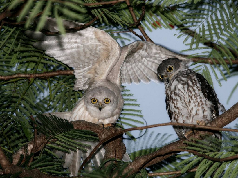 Leucistic Barking Owl