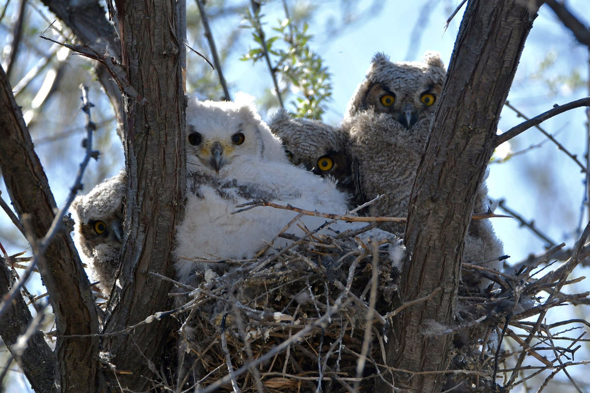 Leucistic juvenile Great Horned Owl