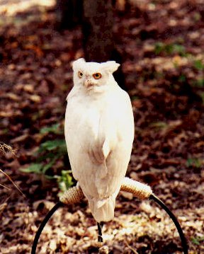 Leucistic Great Horned Owl