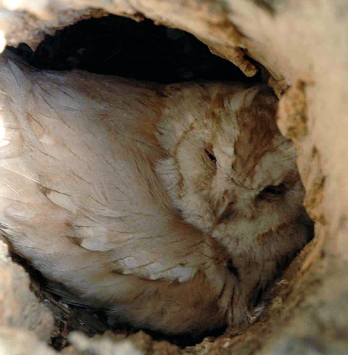Leucistic Scops Owl