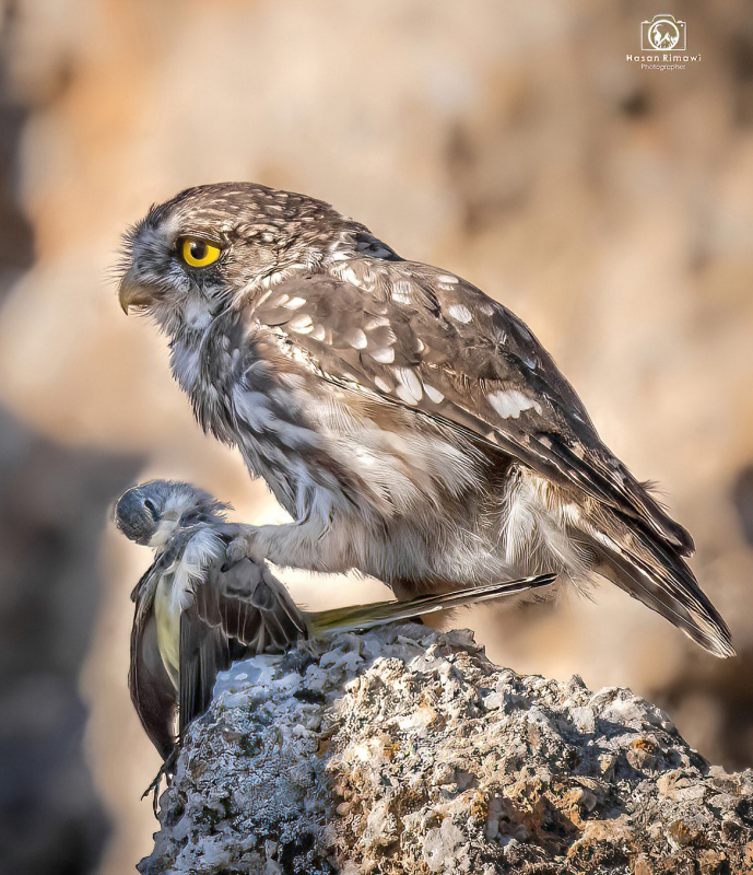 Little Owl eating songbird