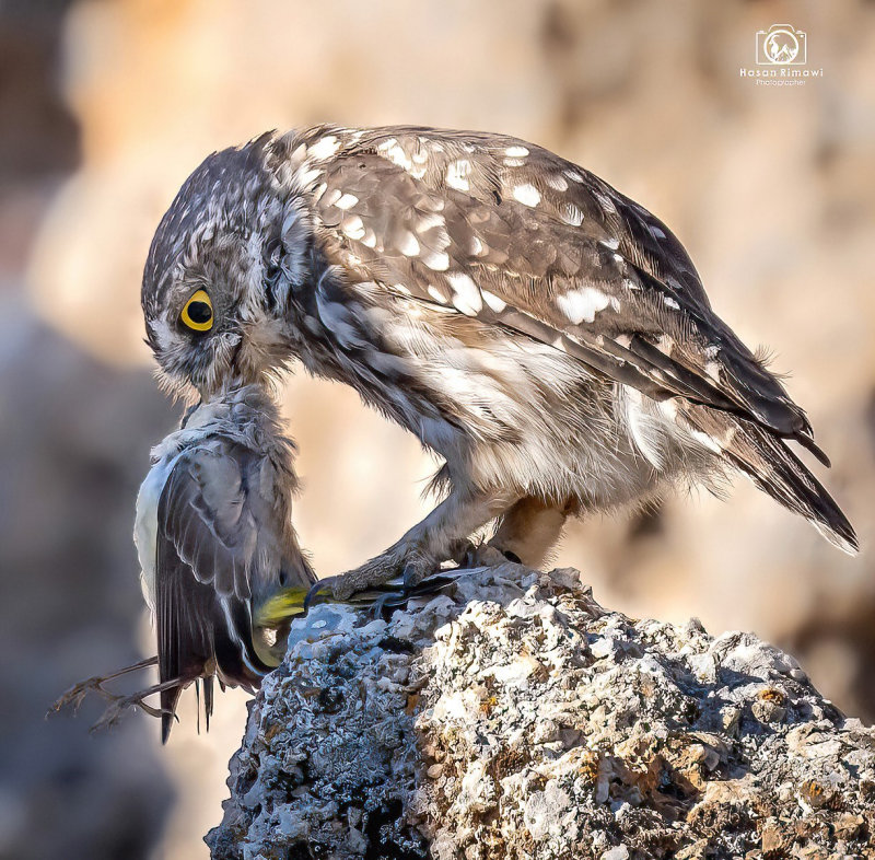 Little Owl eating songbird