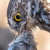 Little Owl devours songbird