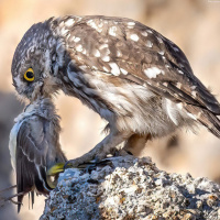 Little Owl devours songbird