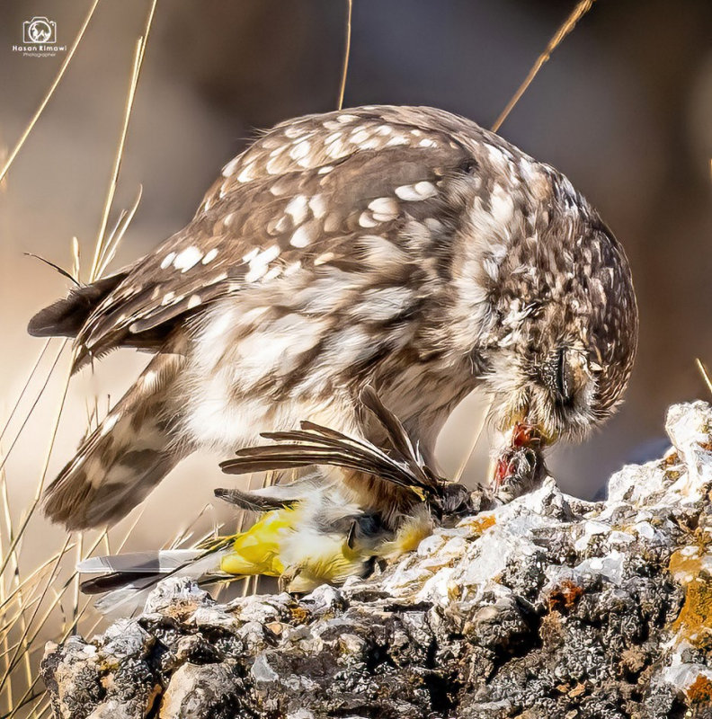 Little Owl eating songbird