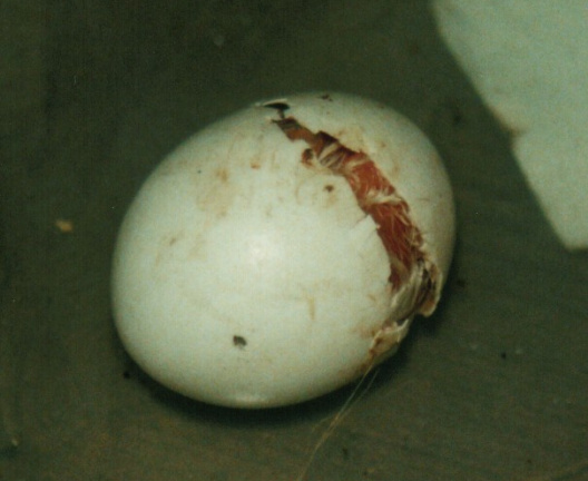 Little Owl hatching 1