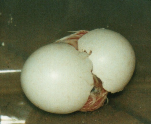 Little Owl hatching 2